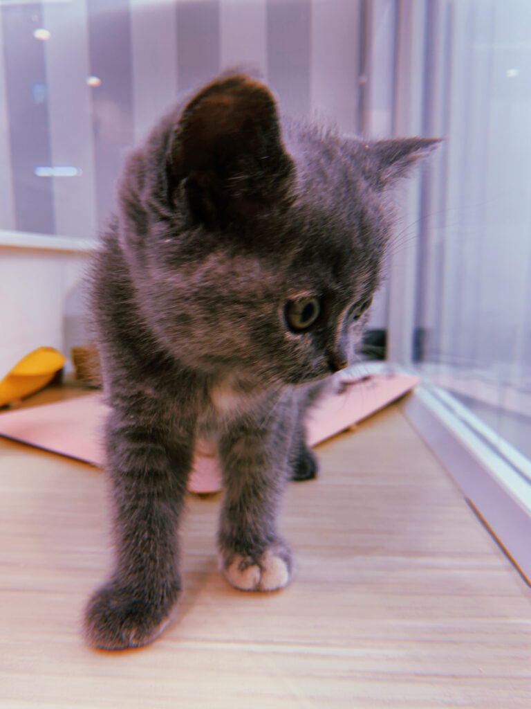 Walking Cat / 歩く猫