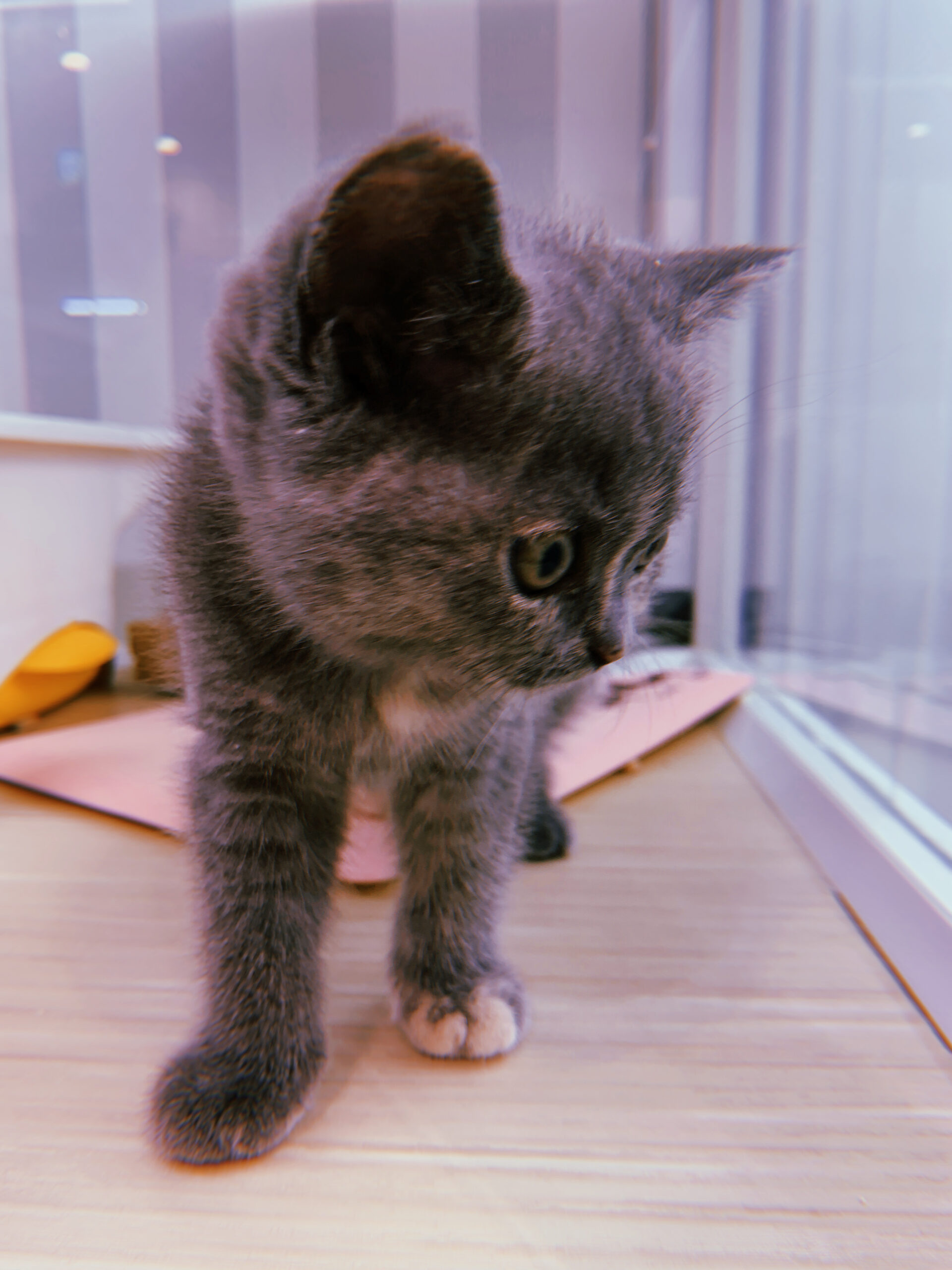 Walking Cat / 歩く猫